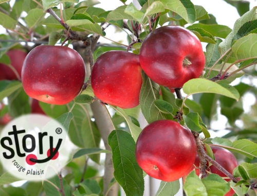 Brandt’s Fruit Trees to commercialize Story® Apple in the U.S.