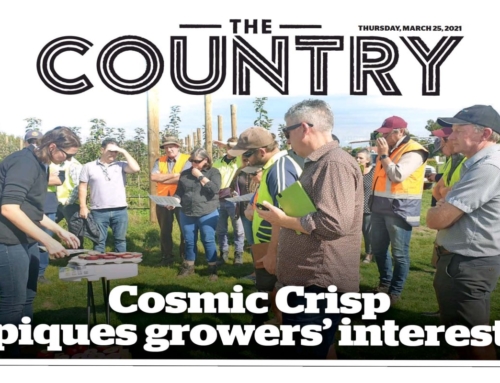 Cosmic Crisp® piques grower’s interest in New Zealand